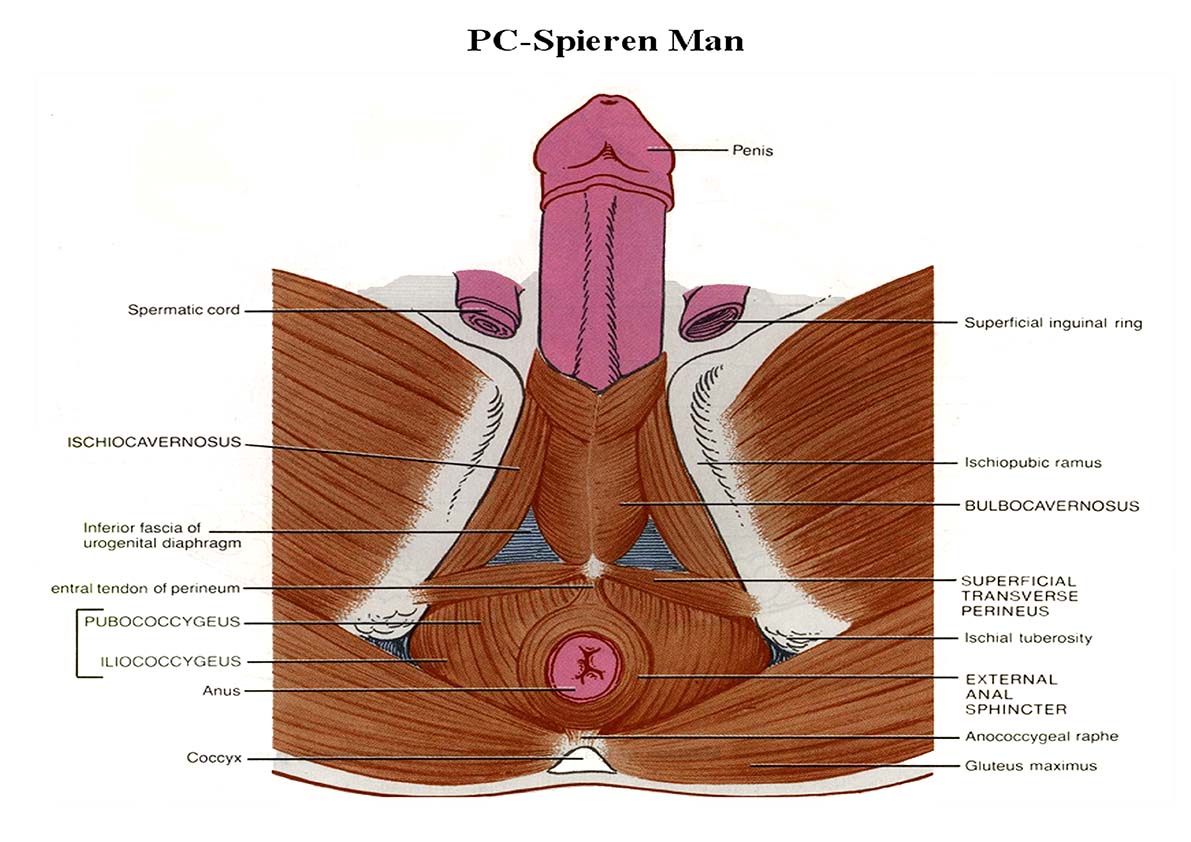 PC Spier Man - pubococcygeus spier